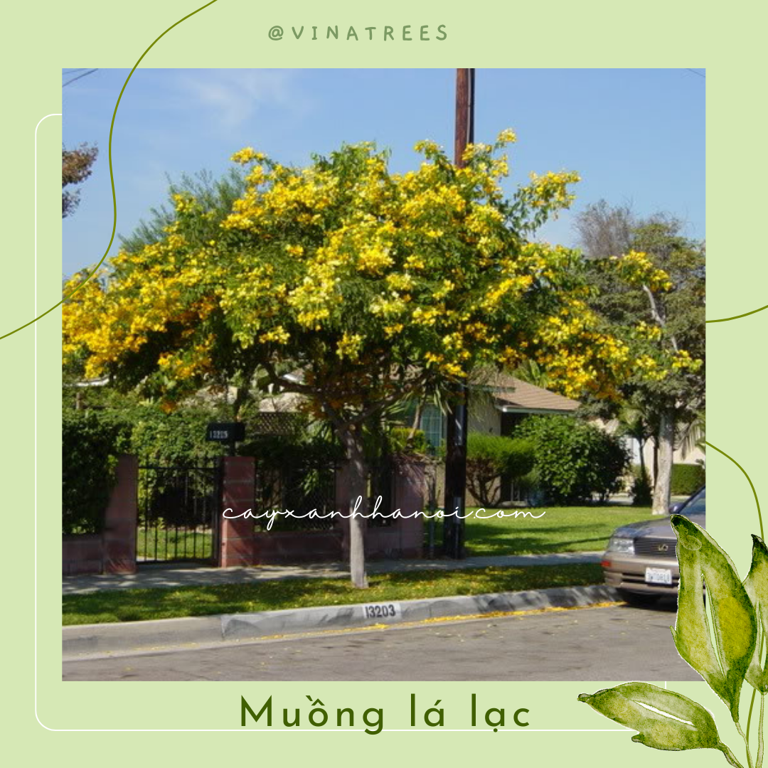 Cây Muồng Lá Lạc _Vinatrees
